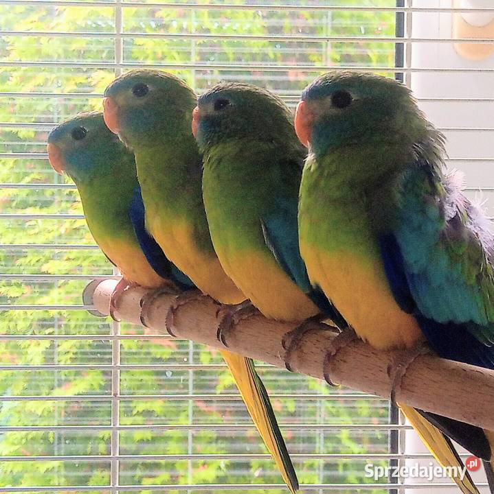 Łąkówki turkusowe młode Łódź