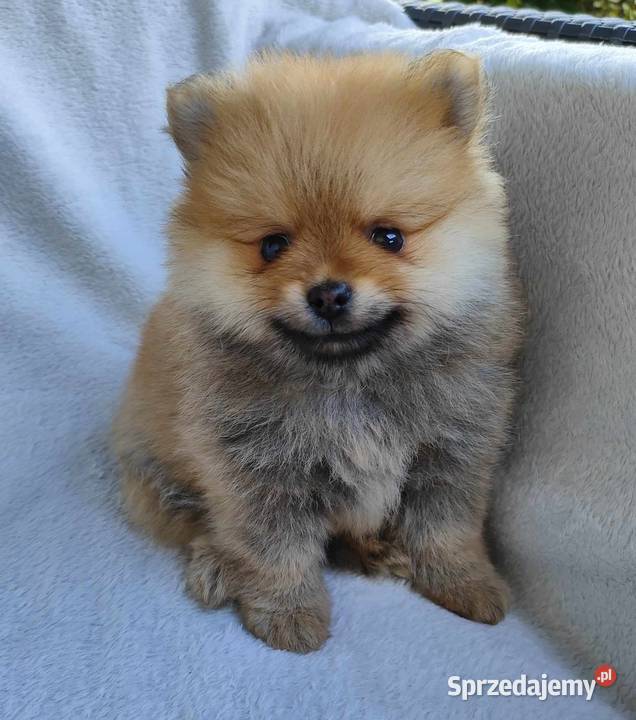 SZPIC MINIATUROWY POMERANIAN PIĘKNY CHŁOPAK Szpic miniaturowy Janinów