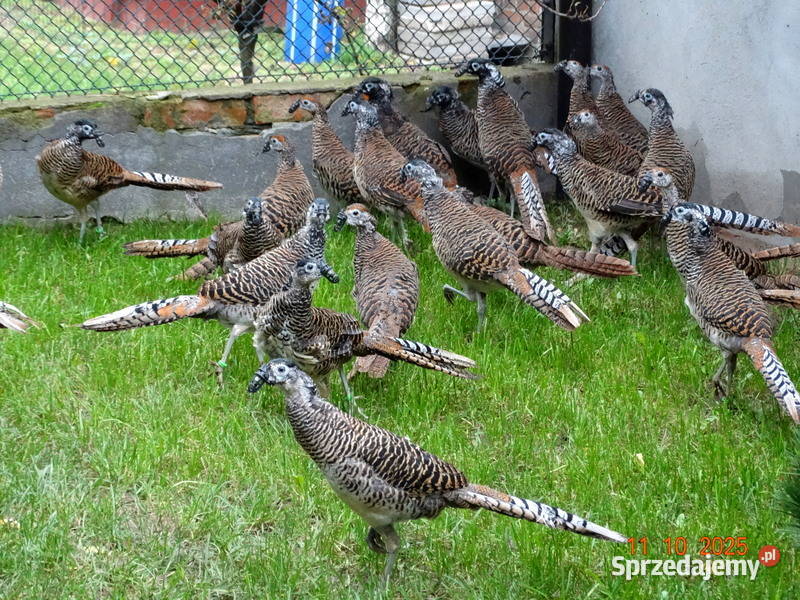Sprzedam Bażanty Diamentowe Bażant z 2025 Samce Gostyń sprzedam