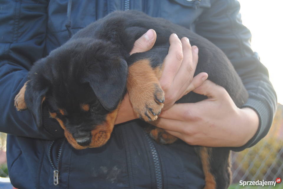 Rottweiler szczeniaki do oddania Bąków