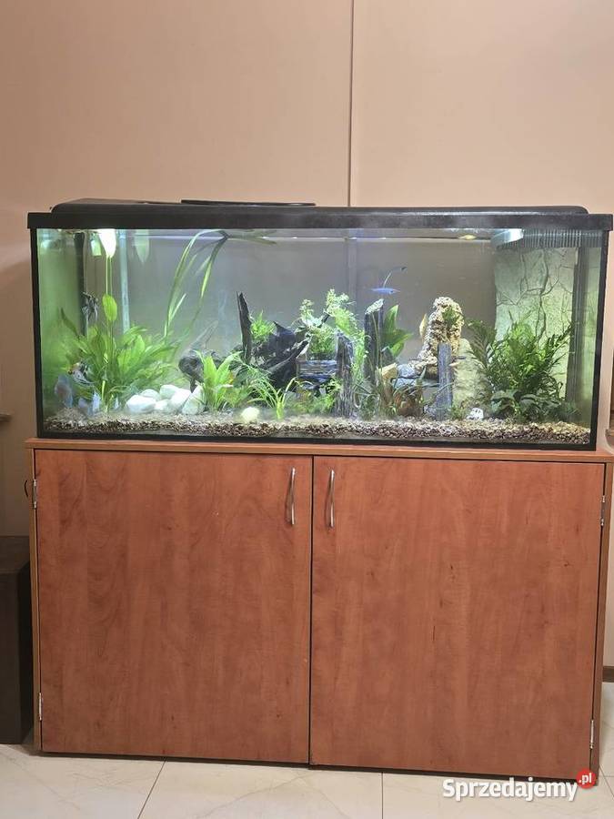 Akwarium z pełnym wyposażeniem i rybami śląskie Bielsko-Biała