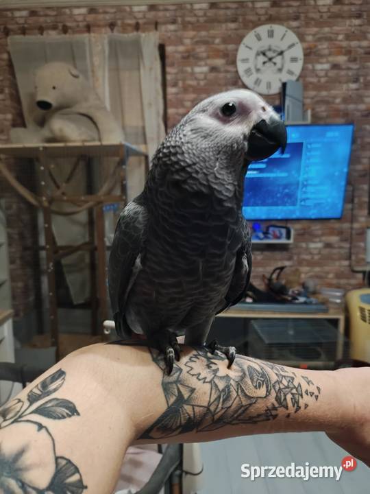 Oswojony samiec żako ręcznie karmiony 7 mięs Łódź