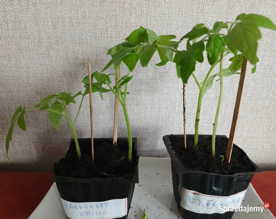 Sadzonka pomidora karłowatego Kmicic Łódź