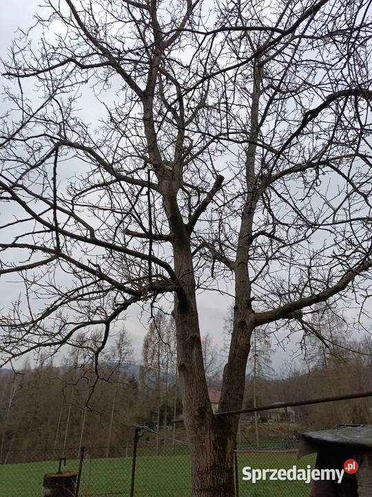 Drzewo orzech wloski