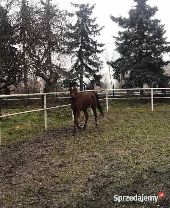 Sprzedam konia arabskiego Ołtarzew