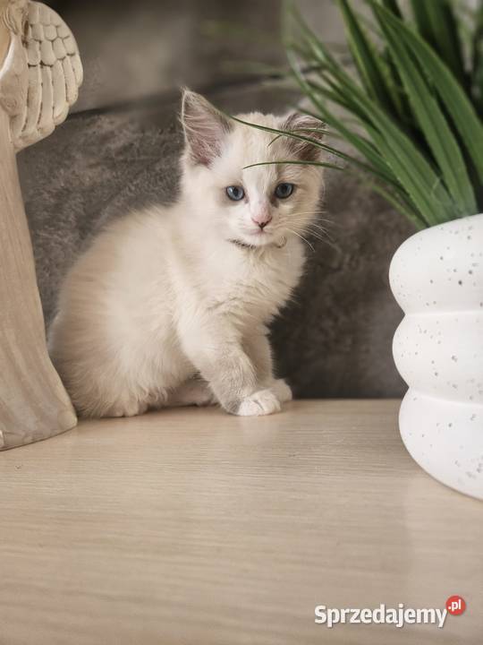 Piękne kocięta Ragdoll szukają domu ojcu FCI Katowice
