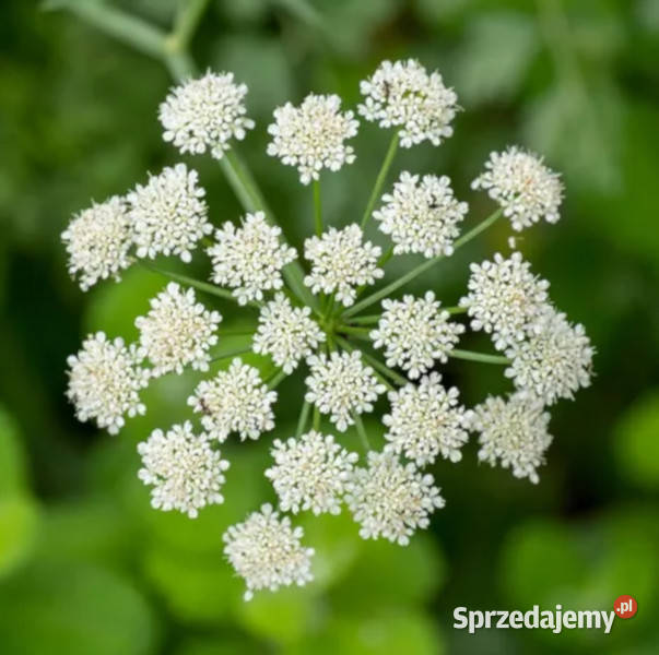 BIEDRZENIEC ANYŻ Pimpinella anisum NASIONA 100g Rośliny sprzedam