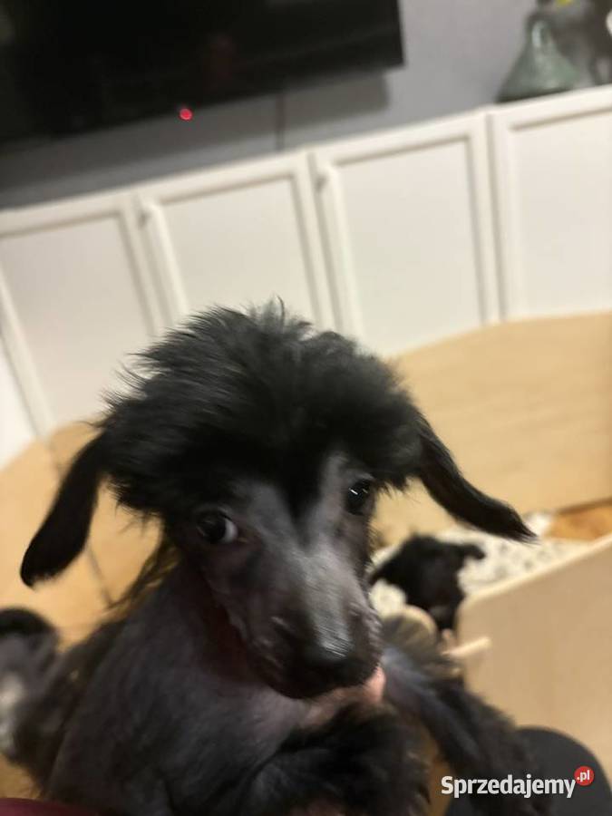 Grzywacz chiński xolo łysy łysy nagi Brzeg