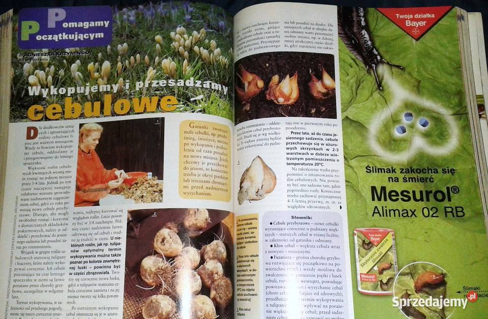 Twój ogród na to zasluguje Działkowiec 2004 12 Chełm