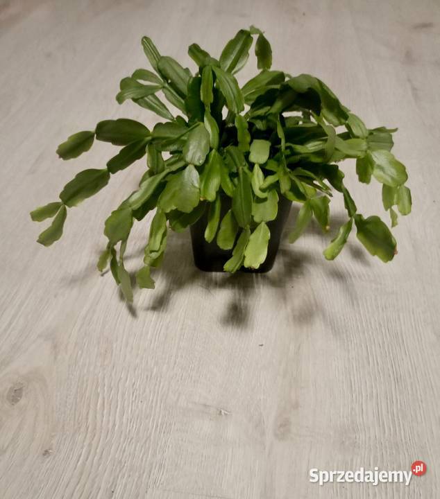 Grudnik szlumbergera zygokaktus kwiat doniczkowy Bochnia