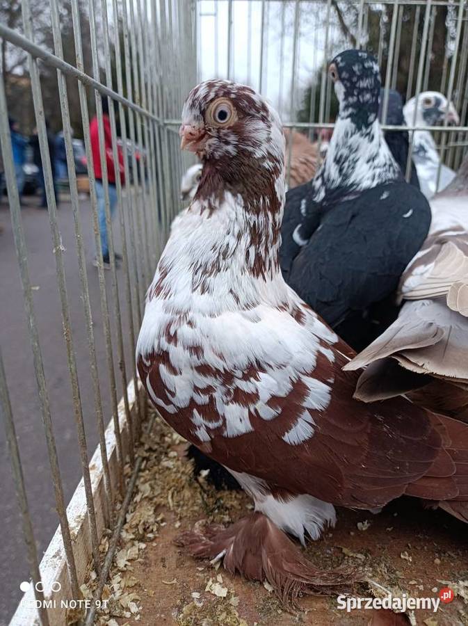 Motyl warszawski Kuczbork-Wieś