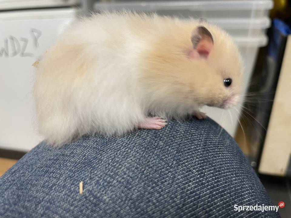 chomik syryjski w Gliwicach Gryzonie Gliwice