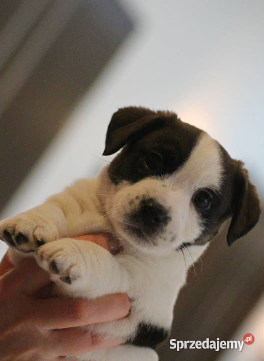 Jack Russell terrier FCI Piesek
