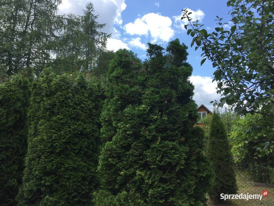 Sprzedam działkę ROD Jaroszówka 99zł/m2 Białystok