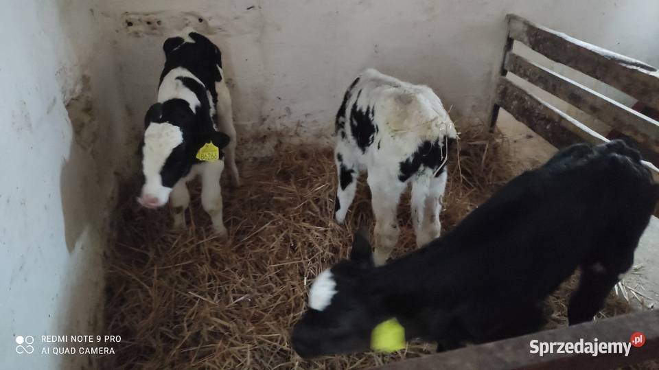 Cielaki byczki 3 sztuki Wawrowice