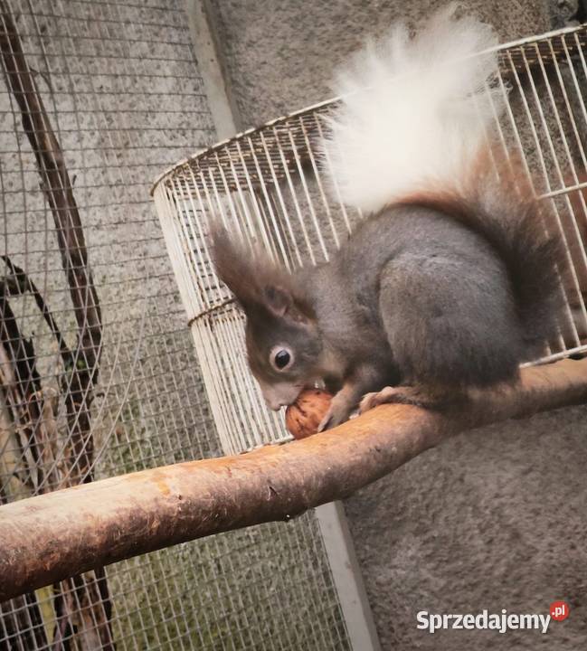 Japońskie wiewiorki Złotów