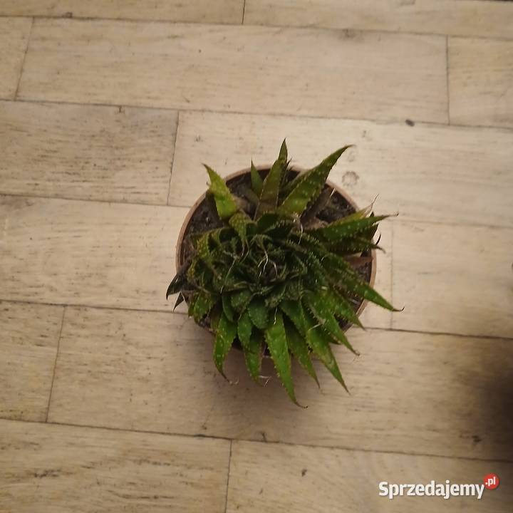 Aloes ościsły niski pomorskie Nowy Dwór Wejherowski