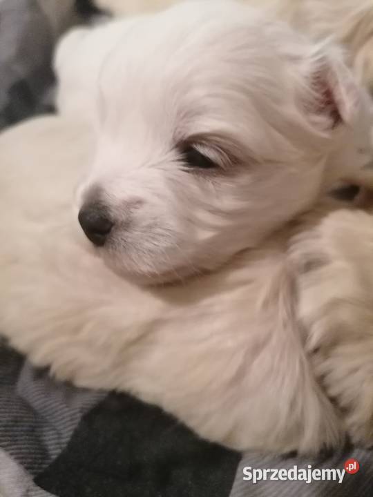 Przepiękne maltańczyki z rodowodem Mysłowice sprzedam