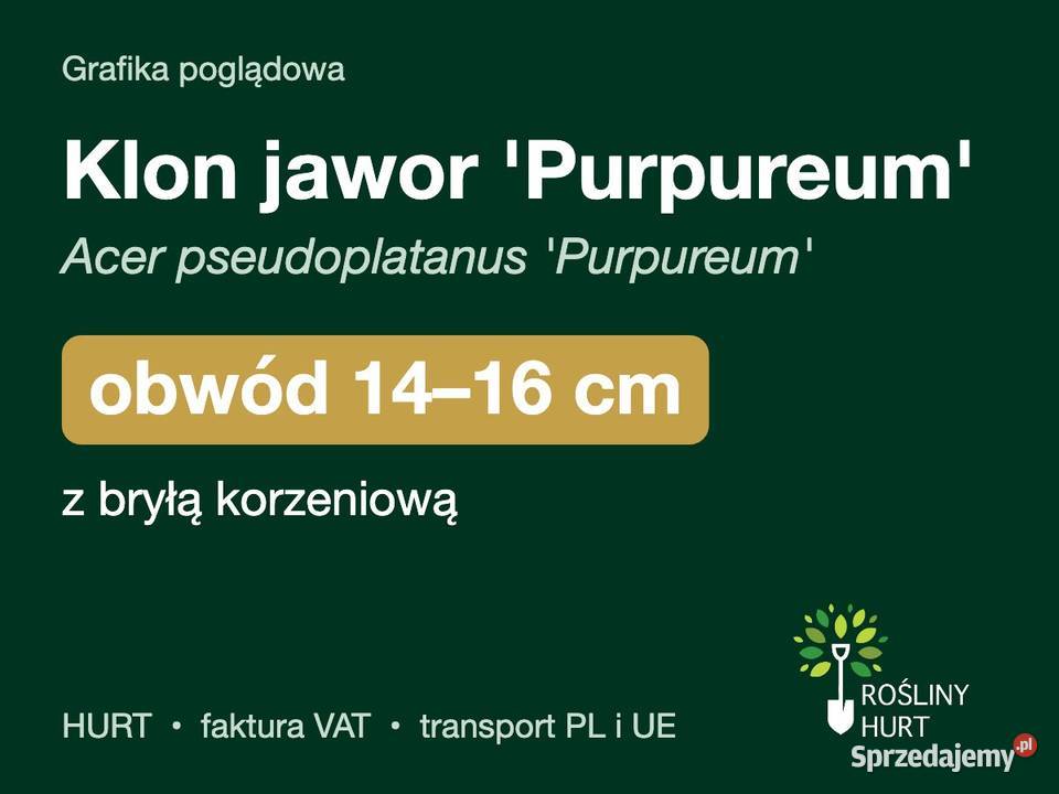 Klon jawor Purpureum obwód 1416 z bryłą HURT