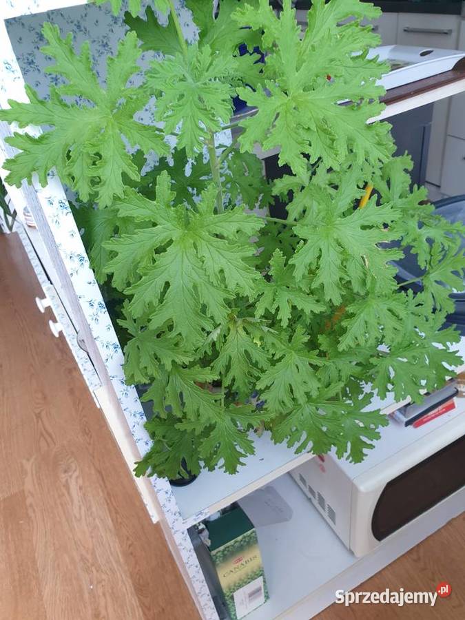 Anginowiec geranium Pelargonia pachnąca Roślina Zator