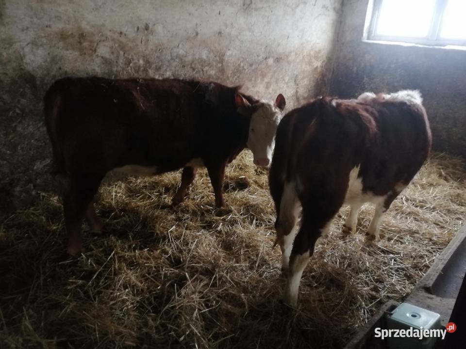 Sprzedam Odsadki 2 Jałówki Mięsne Cielęta Mięsne Czaryż