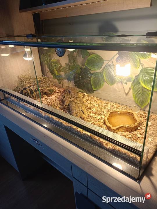 ŻÓŁW GRECKI TESTUDO HERMANNI Lyski