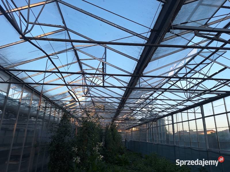 Szklarnia Venlo