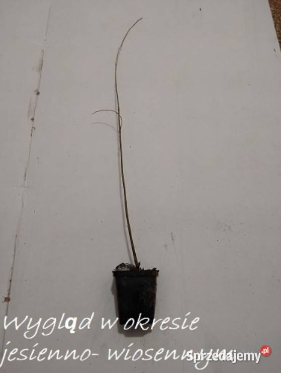 P11 AMORFA INDYGOWIEC MIODODAJNA AMORPHA Miedźna