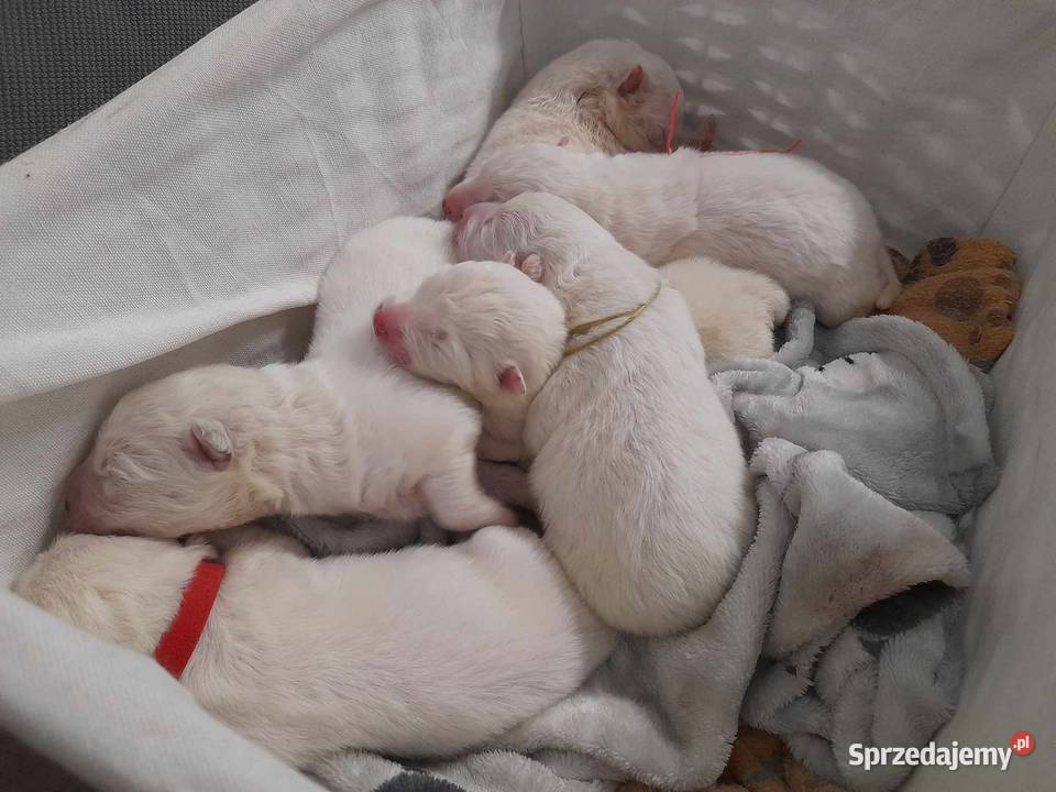 samoyed szczeniaki ZKwP Zwierzęta śląskie Bielsko-Biała