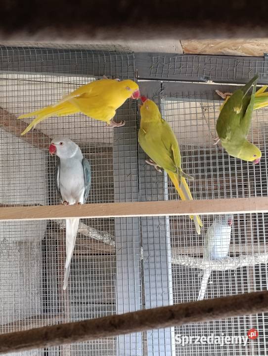 Aleksandrety obrożne głowa ogon Ptaki Grodzisk Wielkopolski