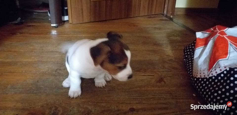 Jack Russell Terier Tricolor lubelskie Krzczonów-Wójtowstwo