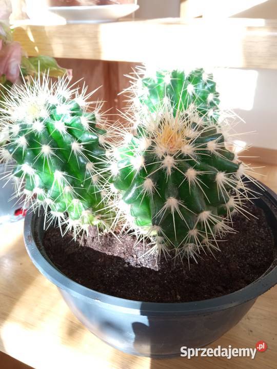 Cylindropuntia subulata sukulent ten i inne Białystok sprzedam