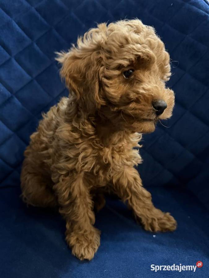 Sprzedam Cudownego Pieska Pudel Toy Red dolnośląskie