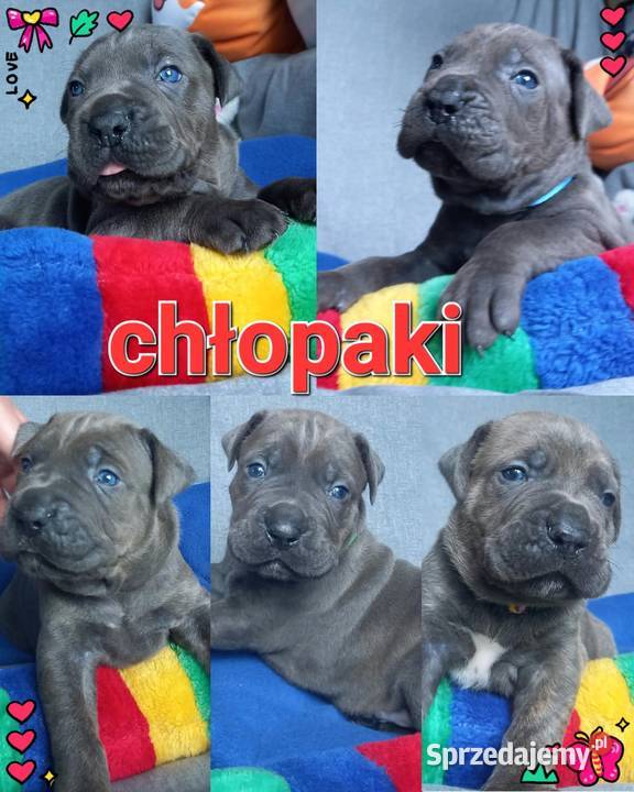 Cane Corso Ksin Fargo Fci Lipno