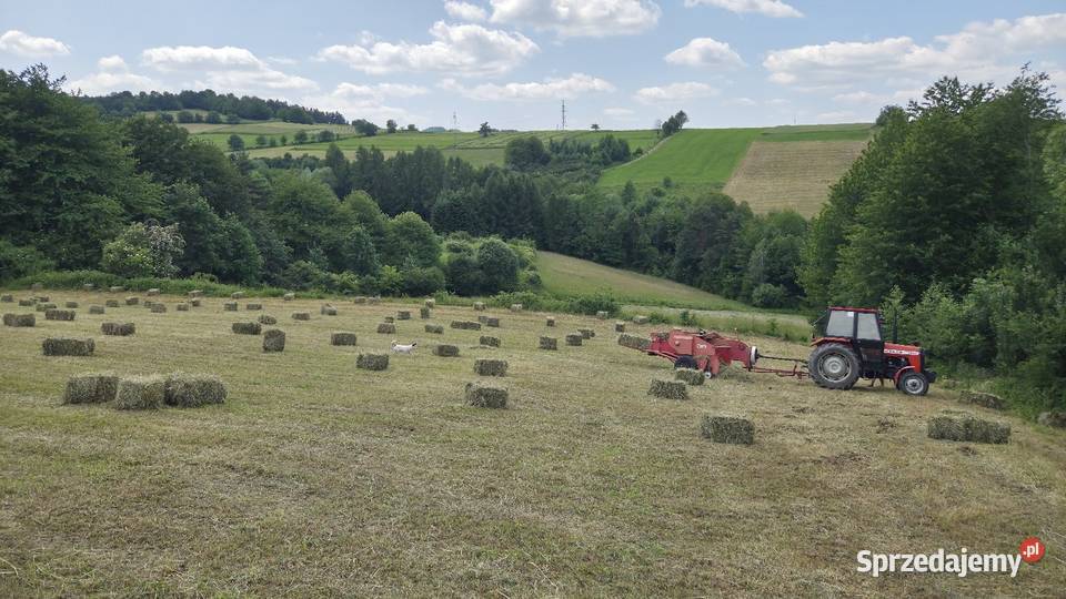 Sianosłoma w kostkach Nawojowa sprzedam