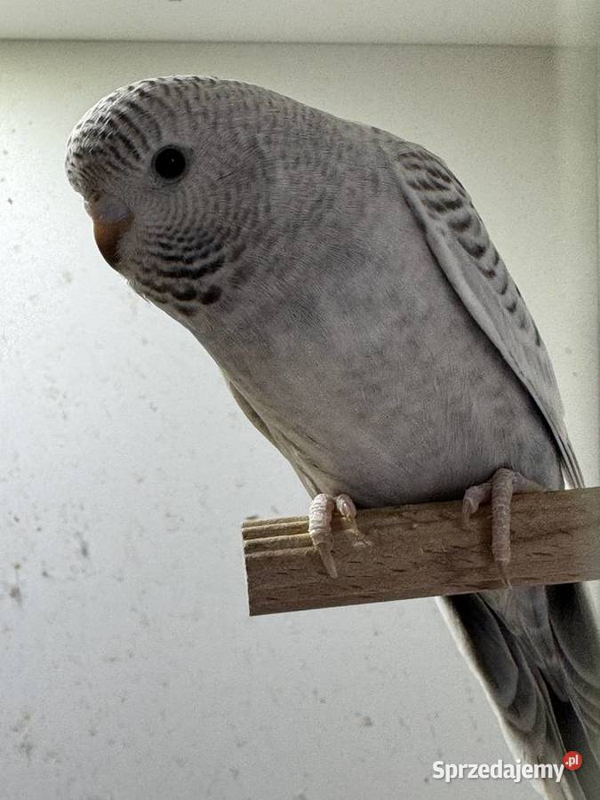 Papużki Faliste Blackface 2025 małopolskie Brzeszcze