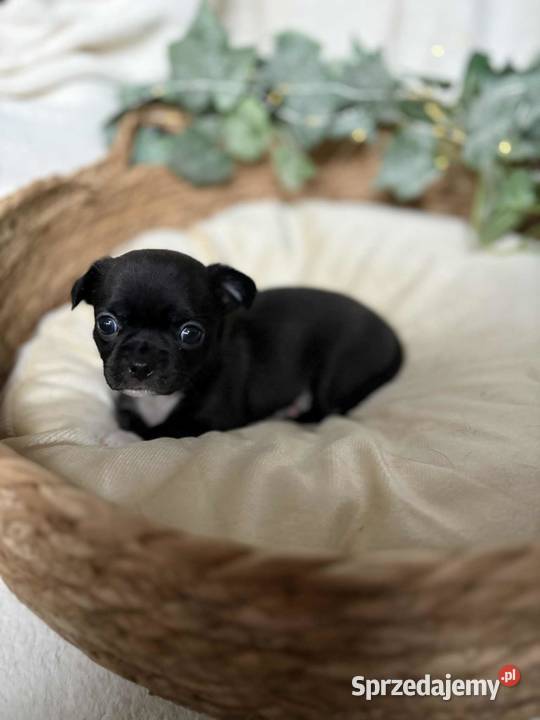 Suczka Chihuahua Czarna z białymi znaczeniami