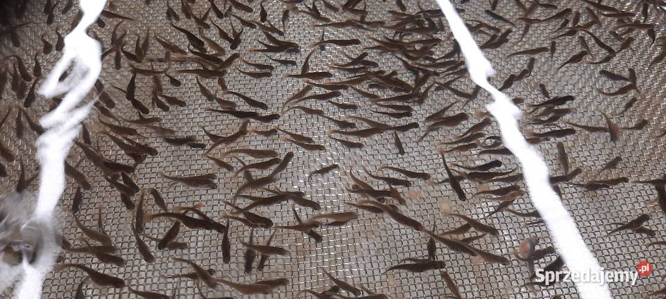 Wylęg pstrąga tęczowego Pozostałe Izdebno sprzedam