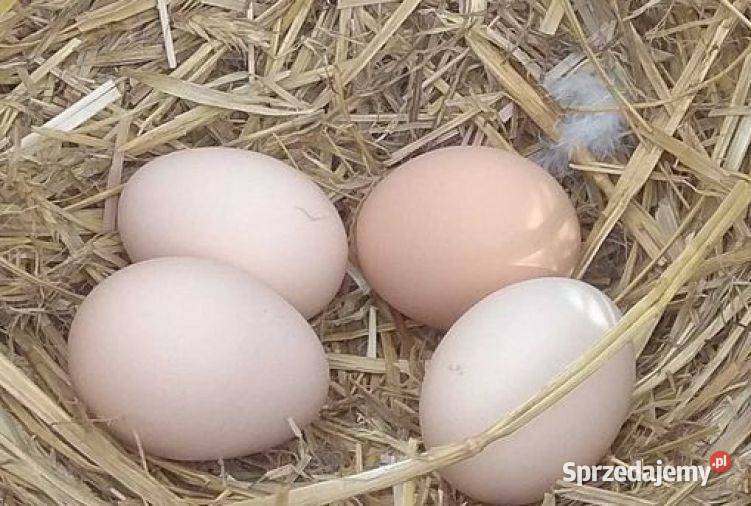 Sprzedam jajka wiejskie Kraczkowa