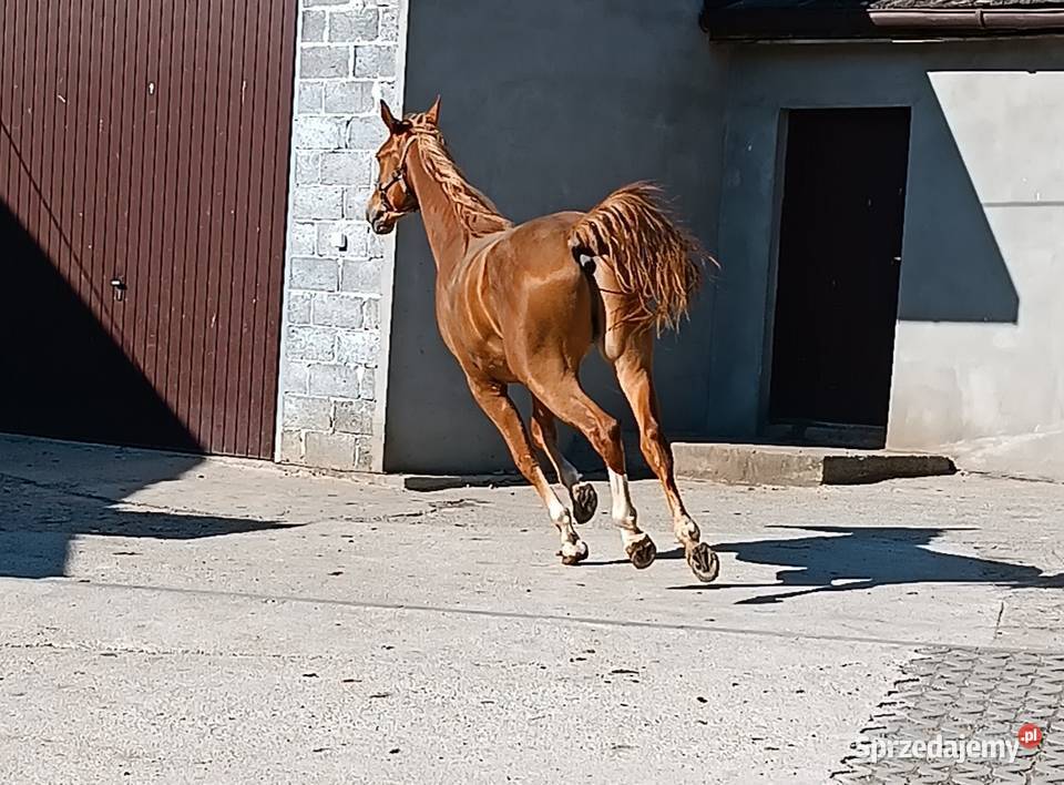 2letni wałach rasy małopolskiej na sprzedaż małopolskie Luborzyca
