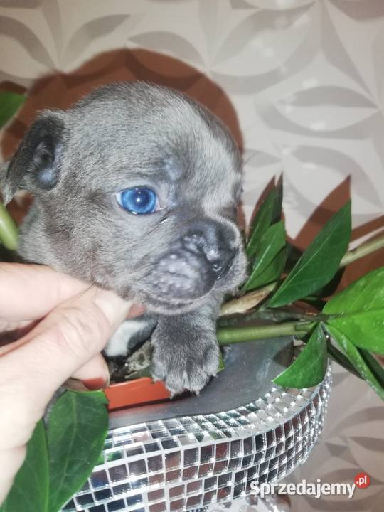 buldog francuski niebieskie Borzęcin