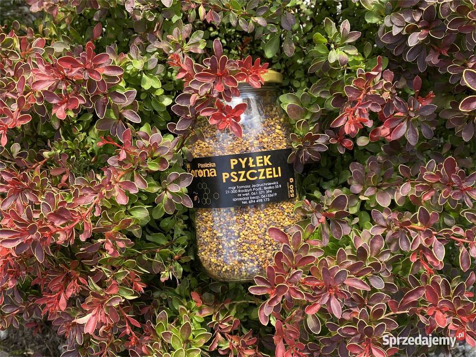 Pyłek Pszczeli 2025 z własnej pasieki 550 g Radzyń Podlaski sprzedam