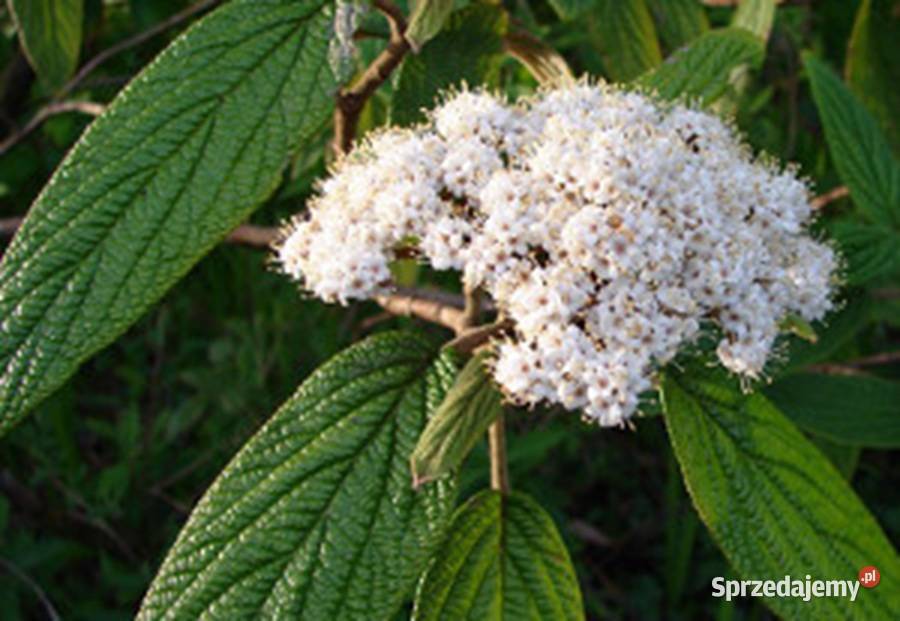 KALINA SZTYWNOLISTNA Viburnum rhytidophyllum Lubanie