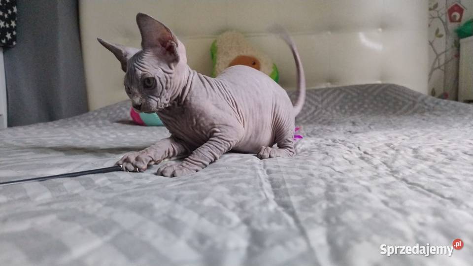 Kotka Sfinks Kanadyjski Czarna Wrocław