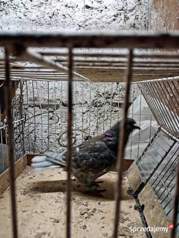 Gołębie pocztowe kolorowe Andrychów