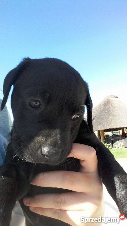 Oddam w ręce lablaorki Błaszki