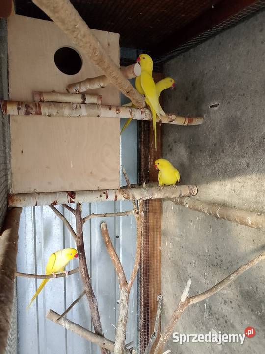 Aleksandretta obrozna Tarnów