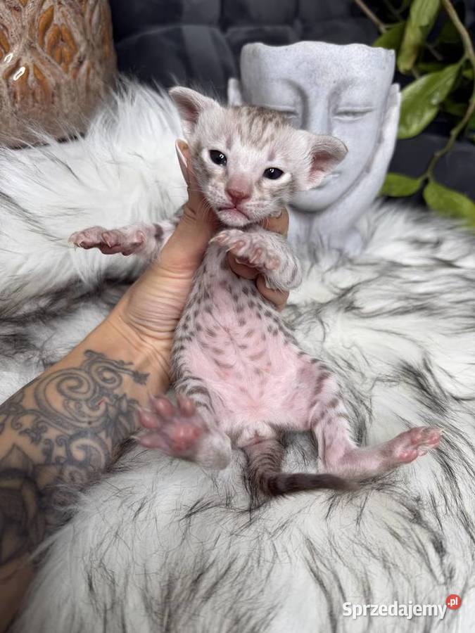 Czekoladowa samica Savannah F6 Kraków