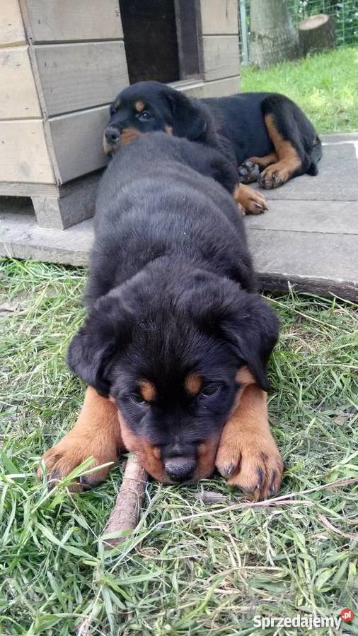 Rottweiler Rottweilery Szczenięta Suczki Pieski Psy łódzkie Łódź