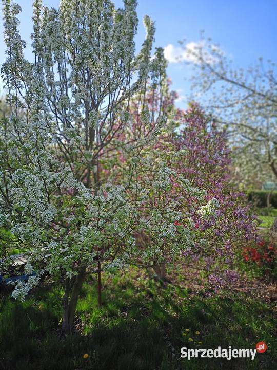 działka ogrodowa jeziorem Nysa Saperska 4 ary